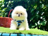 Mersin Pomeranian Boo Yavruları