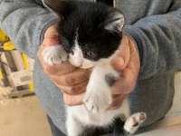 4 YAVRU KEDİMİZ