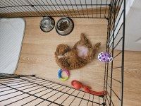 Yavru toy poodle