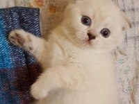 Safkan sağlıklı scottish fold yavru