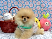 Safkan Pomeranian Boo Yavrularımız