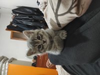 British shorthair yeni yuvaları aranıyor