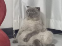 Scottish fold kedime dişi arıyoruz çiftleşecek