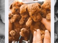 TOY POODLE EVİNİZİN MASKOTU OLACAK