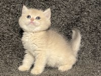 Anne Baba Şecereli Blue Golden AY12 Safkan British Erkek