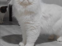 British longhair kedisi