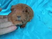 Sheltie Ginepig Yavrularımızı Görmeden Karar Vermeyin