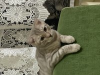 4 aylık kedimiz yuva arıyor