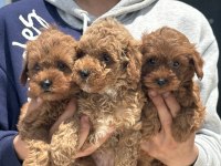 Show kalite aşılı pasaportlu maltipoo ziyarete açık