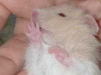 Hamster teddy bear