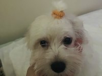 4 aylık çipli maltese terrier