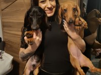 Dacshund yavrularım mevcut A Kalite