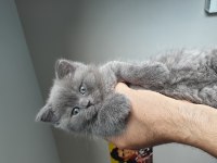 50 günlük dişi british shorthair yavrumuza yuva arıyoruz