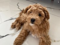 Maltipoo Dişi Yavru