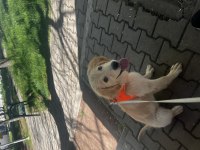 Ücretsiz Dişi 5 aylık Golden Retriever