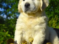 Golden Retriever Yavrular Canlı Görerek Alabilirsiniz