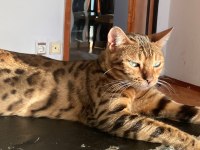3 yaşında safkan gold dişi bengal kedisi