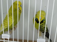 JUMBO VE SHOW DAMIZLIK KUŞLAR