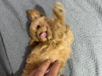 TEACUP MALTIPOO YAVRULARIMIZ