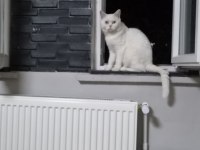 SAF KAN SECERELİ MUHTEŞEM GÜZELLİKTE KEDİLER