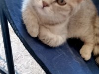 Güzel yavru scottish fold