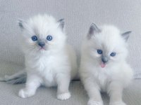 Ragdoll dişi ve erkek yavrular