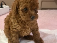POODLE BEBEK