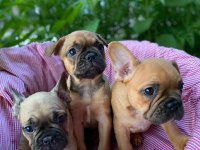 French bulldog yavrular 2 dişi 1 erkek 50 günlük