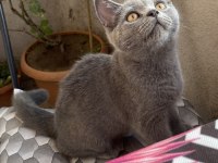 İri Yapılı Show Kalite Erkek British Shorthair Yavru