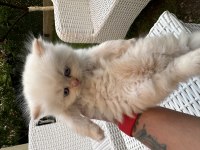 Orjinal British Longhair