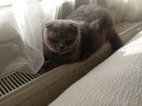 Prenses scottish fold kedimiz duman