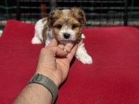 Tea cup morkie yavrular petmode den