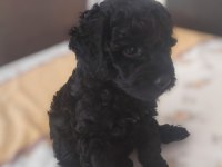 Toy Poodle Siyah
