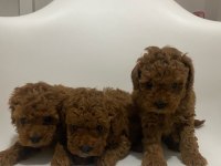 Safkan Toy Poodle Yavrular