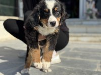 Yarışma düzeyinde bernese yavrularımız 