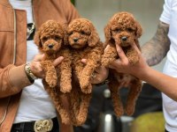 TOY POODLE YAVRU KÖPEKLER