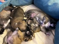 1 aylık Shih-Tzu kahverengi bebekler
