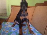 Mükemmel kalitede doberman