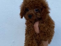 Üst Kalite Toypoodle Yavrularımız
