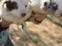 ÜRETİCİDEN RENGARENK BORDER COLLİE BEBEKLER