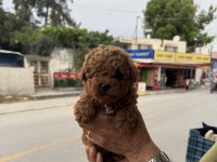 Kore Toy Poodle Kg Garantili Bebeğimiz (Ayıcık)