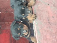 Irk garantili rottweiler yavrular