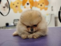 2 Aylık Pomeranian yavrum