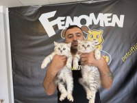 KEDİCİDEN RENK RENK BRITISH SHORTHAIR YAVRULARI ANKARA