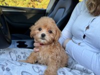Maltipoo yavru köpeklerimiz