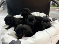 Her renk her çeşit pug yavrularımız