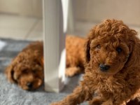 Irk garantili elden teslim toy poodle bebekler