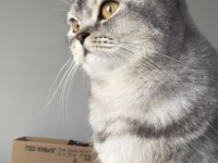 ÖĞRENCİ OLDUĞUM İÇİN KEDİMİ SAHİPLENDİRİYORUM