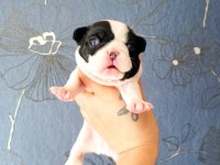 ORİJİNAL FRANSIZ BULLDOG BEBELER
