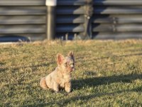 FLUFFY New shade İsabella merle french bulldog